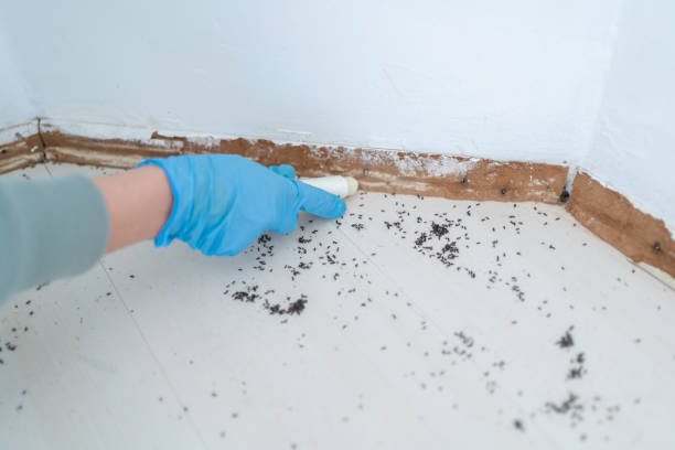 Best Ant Control  in Springville, NY